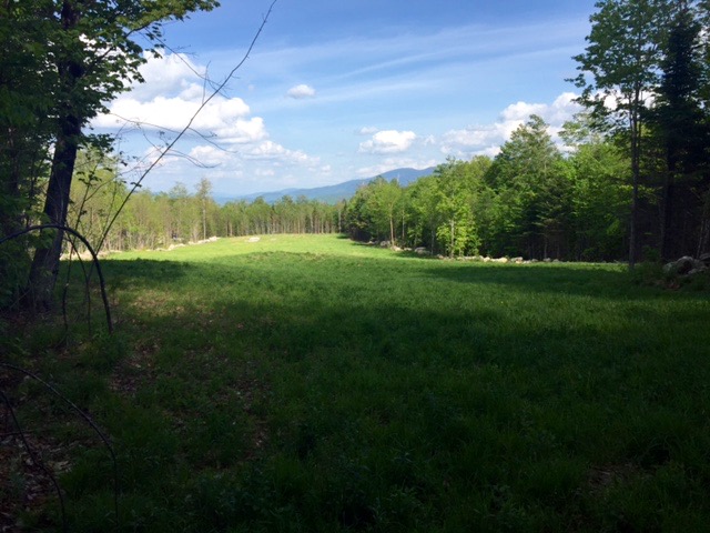The Randolph Community Forest's latest wildlife opening is near the new Community Forest trailhead, at the end of Randolph Hill Road. It features views to the east, into Maine. 